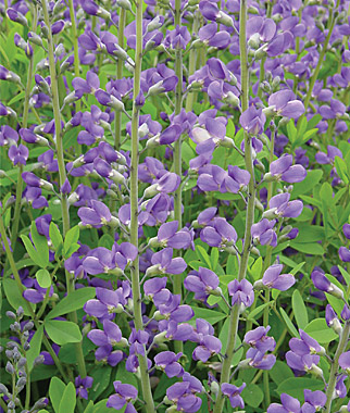 Baptisia, Midnight Prairieblues PP#20432 1 Plant